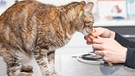 Katze Tierarztpraxis (Symbolbild) | Bild: picture alliance / Zoonar | DAVID HERRAEZ CALZADA