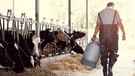 In einem Stall geht ein Landwirt mit einer Milchkanne in der Hand an Kühen vorbei. | Bild: stock.adobe.com/torwaiphoto