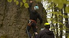 Ein Sportkletterer, gesichert mit einem Seil, klettert auf einen Felsen.  | Bild: BR