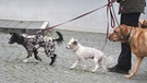 Mehrere Hunde gehen an der Leine Gassi (Symbolbild) | Bild: pa/dpa