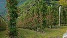 Symbolbild: Apfelplantage in Südtirol | Bild: picture alliance / Zoonar | Jürgen Vogt
