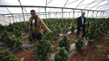 Palästinensische Cannabis-Plantage  | Bild: picture-alliance/dpa