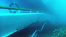 Eine Unterwasseraufnahme der Costa Concordia  | Bild: picture-alliance/dpa