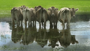 Hochwasser 2002: Kühe im Nass | Bild: picture-alliance/dpa