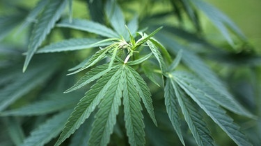 Hanfpflanze (Cannabis) | Bild: picture-alliance/dpa