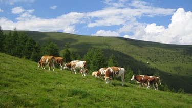 Kühe auf einer Almwiese | Bild: picture-alliance/dpa