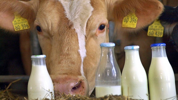 Kuh und Milchflaschen (Symbolbild) | Bild: picture-alliance/dpa