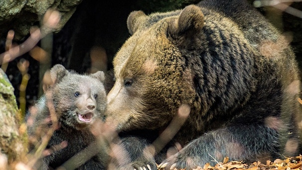 Bärenkinder im Nationalpark Bayerischer Wald | Bild: picture-alliance/dpa