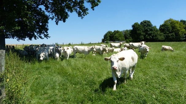 Vieh auf der Weide in der Gemeinde alling | Bild: alling.de