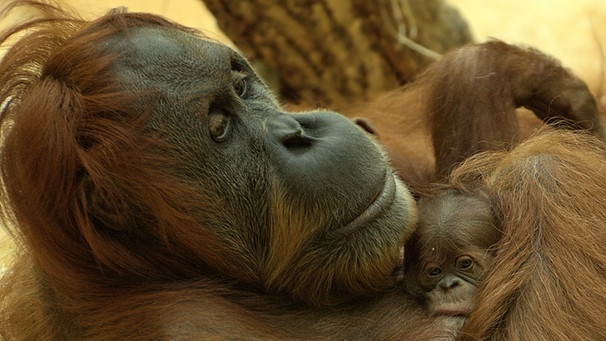Orang-Utan-Mama Matra mit Baby | Bild: Michael Thomas