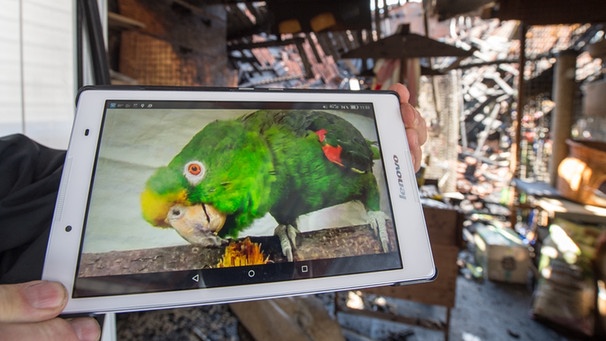Ein Bild des sprechenden Papageis Dusty im ausgebrannten Zoogeschäft | Bild: picture-alliance/dpa/Armin Weigel