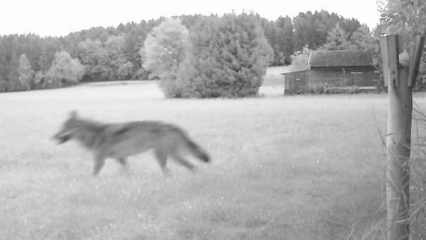Wolf im Landkreis Cham | Bild: Bayerisches Landesamt für Umwelt