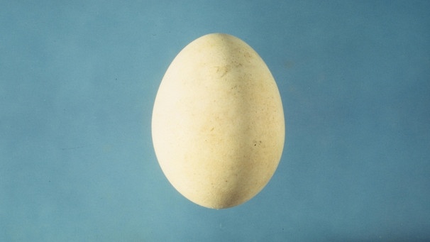 Rohes Ei, gelegt von einem Huhn im späten Mittelalter. Gefunden wurde es in einem Haus in Kempten. | Bild: Haus der bayerischen Geschichte/BR