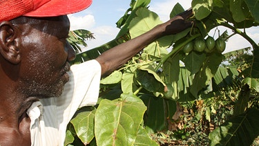Ein Landwirt im Projektdorf Mayange in Ruanda auf seinem Feld. Mayange ist eines von 15 Millenniumsdörfern in Afrika. | Bild: picture-alliance/dpa