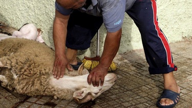 ann schlachtet ein Schaf | Bild: picture-alliance/dpa, F. G. Guerrero