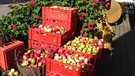 Aus den eigenen Äpfeln wird Saft gemacht | Bild: BR/Judith Zacher