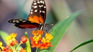 Tropische Schmetterlinge | Bild: dpa/Sven Hoppe