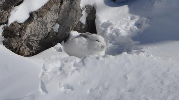 Tiere im Winter in den Allgäuer Alpen: ein Schneehase | Bild: Henning Werth