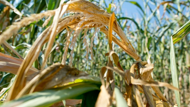 Vertrocknete Maispflanzen | Bild: picture alliance / dpa / Sven Hoppe