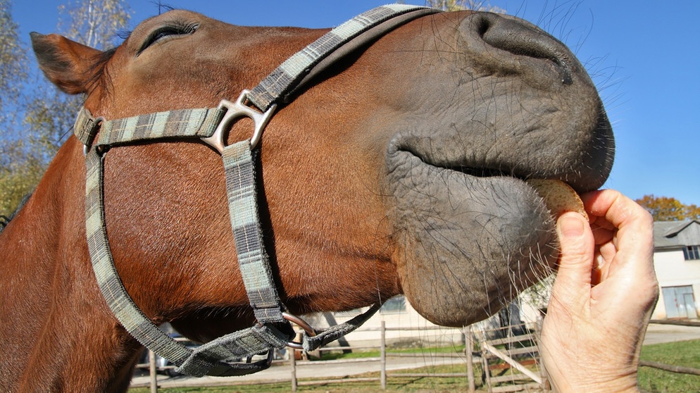 Pferd genießt Streicheleinheiten | Bild: colourbox.com