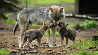 Europäischer Graufwolf in Bayern  | Bild: picture alliance / blickwinkel