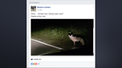 "Wolf" steht im Scheinwerferlicht eines Autos | Bild: Facebook/ID-Gruppe/Martina Goletz