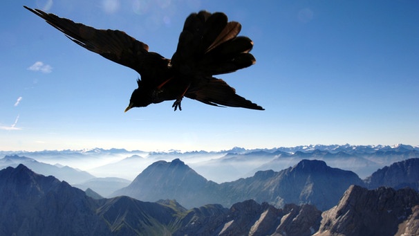 Dohle auf der Zugspitze vor Alpenpanorama | Bild: picture-alliance/dpa