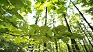 Dutzende alter Buchen wachsen im Steigerwald bei Ebrach in Oberfranken | Bild: picture-alliance/dpa