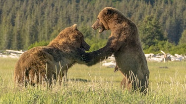 Bären kämpfen | Bild: Erin Ranney