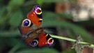 T wie Tagpfauenauge | Mit den großen Augen versucht der Schmetterling, Fressfeinde zu erschrecken.
| Bild: BR | Text und Bild Medienproduktion GmbH & Co. KG