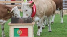 Kuh Yvonne entscheidet sich für Portugal | Bild: BR/Max Hofstetter