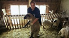 Landtierärztin Anika Hederer beim Einsatz im Schafstall | Bild: BR/Isarflimmern