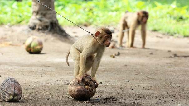 Kleiner Affe sitzt mit Kette um den Hals auf einer Kokosnuss. | Bild: picture alliance/Pacific Press Agency