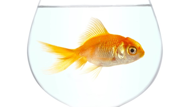 Ein Goldfisch im Glas | Bild: picture-alliance/dpa