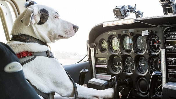 Erster fliegender Hund | Bild: Oxford Scientific Films