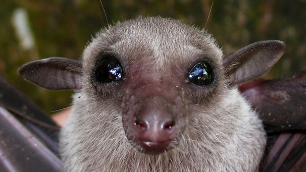 Hässliche Tiere Australiens: Der Flughund | Bild: picture-alliance/dpa