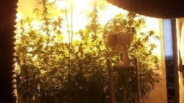 Das Zimmer eines Berliner "Cannabis-Gärtners" | Bild: picture-alliance/dpa