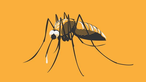 Was hilft wirklich gegen Mücken: Teaserbild | Bild: BR/Lukas Westner