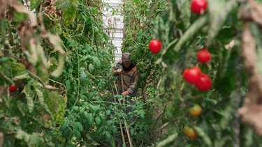 Unterpflanzung für Tomaten mit Carola Nitsch (Landesanstalt für Gartenbau, Bamberg)
| Bild: BR / Tino Müller