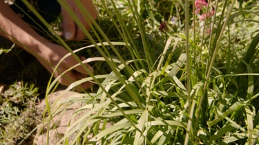 Gräser im Garten von Athur Wiesmet | Bild: BR