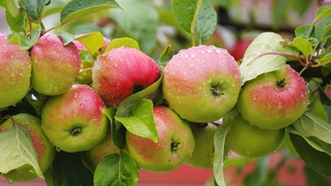 Rote Äpfel sind gesünder als grüne, weil sie mehr Vitamine enthalten | Bild: picture-alliance/dpa