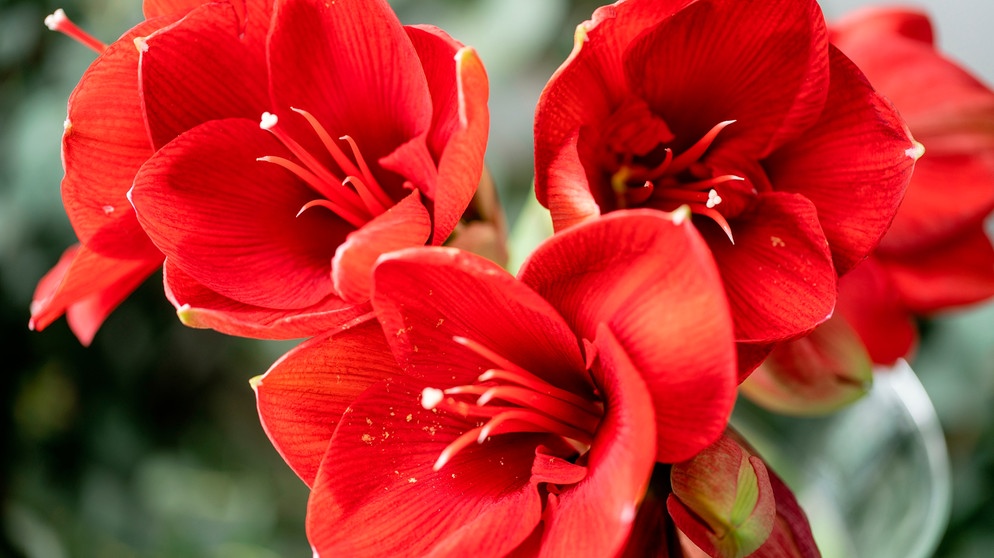 Rot blühende Amaryllis Blumen in einer Glasvase. | Bild: mauritius images / Konstantin Malkov / Alamy / Alamy Stock Photos