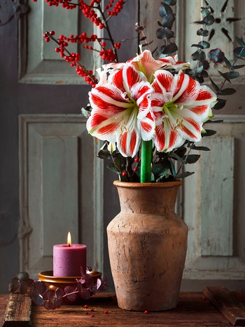 Eine rot-weiß blühende Amaryllis in einer hohen Vase. | Bild: mauritius images / Oksana Schmidt / Alamy / Alamy Stock Photos