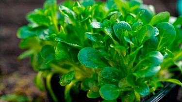 Gemüsepflanzen | Bild: mauritius-images