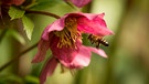 Biene fliegt eine Christrose an | Bild: mauritius images / Wolfgang Unger / Alamy / Alamy Stock Photos