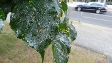 Mit sogenanntem Honigtau verklebte Blätter einer Linde. Diese klebrige, zuckerhaltige Ausscheidung von Blattläusen kann bei unter dem Baum parkenden Autos zu Lackschäden führen, wenn sie nicht umgehend entfernt wird und in der prallen Sonne einbrennt. | Bild: picture-alliance/dpa