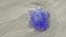 Blaue Nesselqualle am Strand von Norderney | Bild: mauritius images