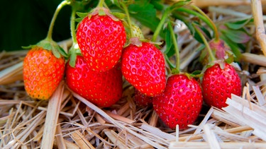 Erdbeeren auf Stroh liegend | Bild: mauritius images / Henry Beeker / Alamy / Alamy Stock Photos