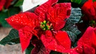 Ein roter Weihnachtsstern der mit goldenem Glitzer besprüht wurde. | Bild: mauritius images / Irina Naoumova / Alamy / Alamy Stock Photos