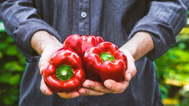 Mann hält drei rote Gemüse-Paprikaschoten in den Händen | Bild: mauritius images